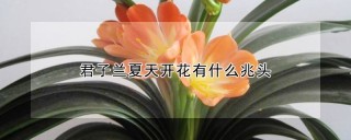 君子兰夏天开花有什么兆头,第1图