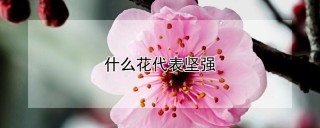 什么花代表坚强,第1图