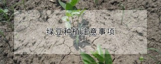 绿豆种植注意事项,第1图