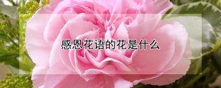 感恩花语的花是什么,第1图