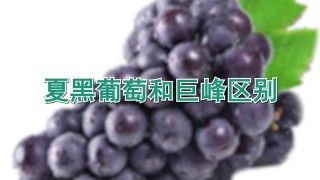 夏黑葡萄和巨峰区别,第1图