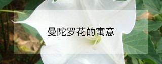 曼陀罗花的寓意,第1图