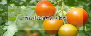 西红柿定植后如何管理,第1图