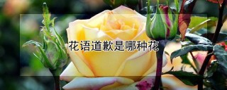 花语道歉是哪种花,第1图