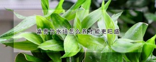 富贵竹水培怎么养才能更旺盛,第1图