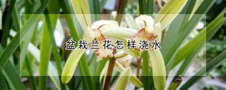 盆栽兰花怎样浇水,第1图