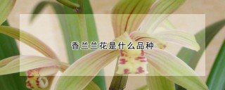 香兰兰花是什么品种,第1图