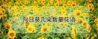 向日葵几朵数量花语,第1图