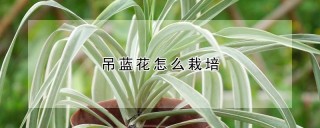 吊蓝花怎么栽培,第1图