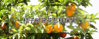 桔子树开花怎样保果,第1图