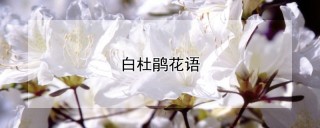 白杜鹃花语,第1图