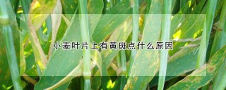 小麦叶片上有黄斑点什么原因,第1图