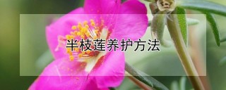 半枝莲养护方法,第1图