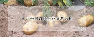 七月份可以种土豆吗怎么种,第1图