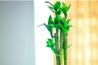 富贵竹水养生根方法，富贵竹快速生根的四个技巧,第5图
