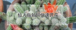 仙人指如何快速开花,第1图