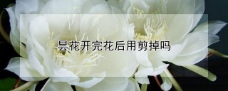 昙花开完花后用剪掉吗,第1图