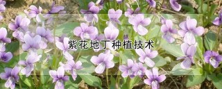 紫花地丁种植技术,第1图