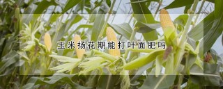 玉米扬花期能打叶面肥吗,第1图