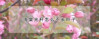 海棠光杆怎么不长叶子,第1图