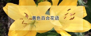 黄色百合花语,第1图