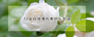 12朵白玫瑰代表什么花语,第1图