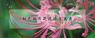 粉色彼岸花花语及寓意,第1图