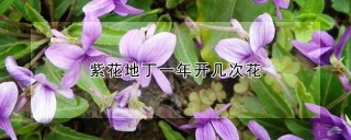 紫花地丁一年开几次花,第1图
