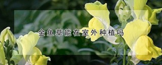 金鱼草能在室外种植吗,第1图