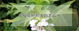 凤仙花叶片发白怎么办,第1图