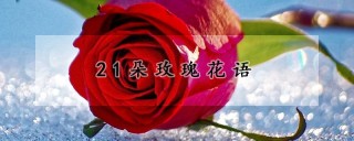 21朵玫瑰花语,第1图