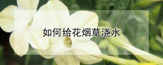 如何给花烟草浇水,第1图