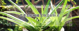 芦荟怎样种植又快又好叶大,第1图