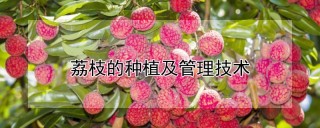 荔枝的种植及管理技术,第1图