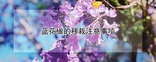 蓝花楹的移栽注意事项,第1图