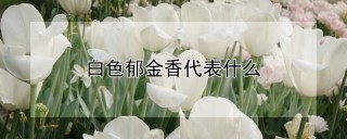 白色郁金香代表什么,第1图