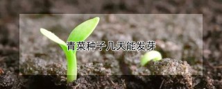 青菜种子几天能发芽,第1图