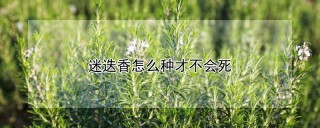 迷迭香怎么种才不会死,第1图