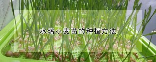 水培小麦苗的种植方法,第1图