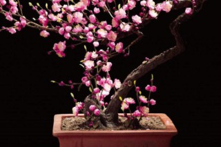 盆栽梅花冬天可以放在室外吗,第3图
