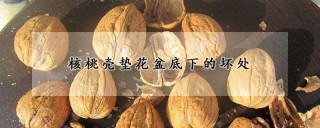 核桃壳垫花盆底下的坏处,第1图