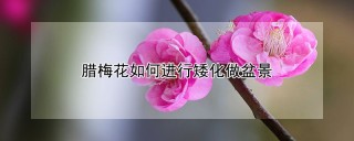 腊梅花如何进行矮化做盆景,第1图