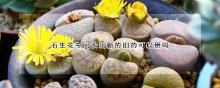 石生花中间长出新的旧的可以掰吗,第1图