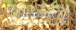 花生生长期多少天收获,第1图