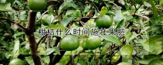 柑桔什么时间施壮果肥,第1图