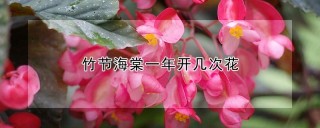 竹节海棠一年开几次花,第1图