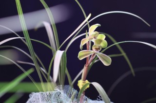 如何养兰花，浇水保证盆土湿润光线用散射光滋养,第3图
