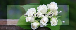 蓝白玫瑰花的花语,第1图