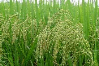 水稻种植技术与管理,第2图