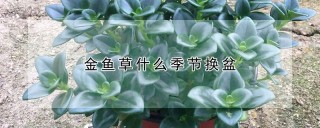 金鱼草什么季节换盆,第1图